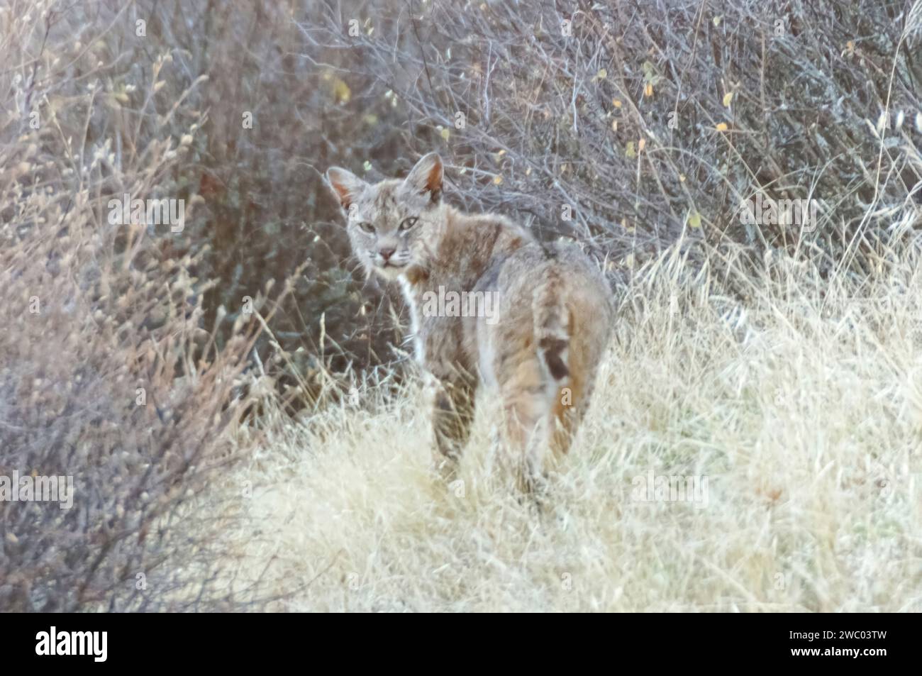 Bobcat blickt zurück in die Kamera. Joseph D Grant County Park, Santa Clara County, Kalifornien. Stockfoto