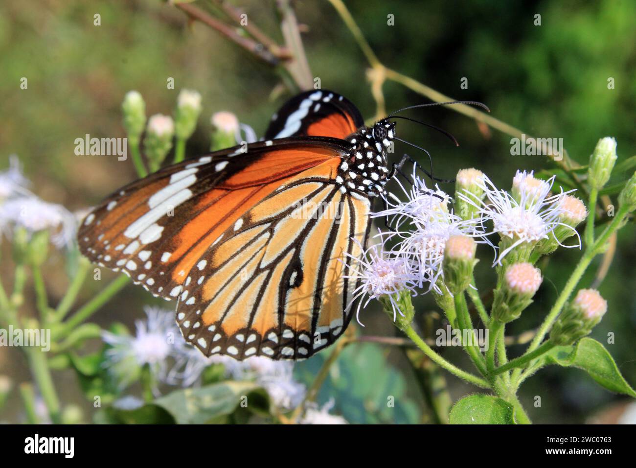 Gestreifter Tiger-Schmetterling, Danaus genutia auf einer Blume mit grünem Hintergrund. Stockfoto