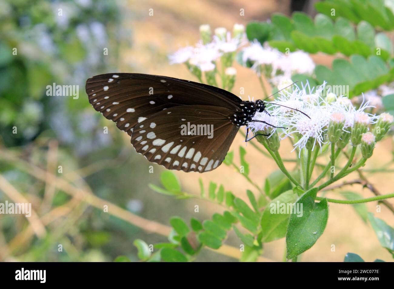 Die Harmonie der Natur, Schmetterling und Blume Stockfoto