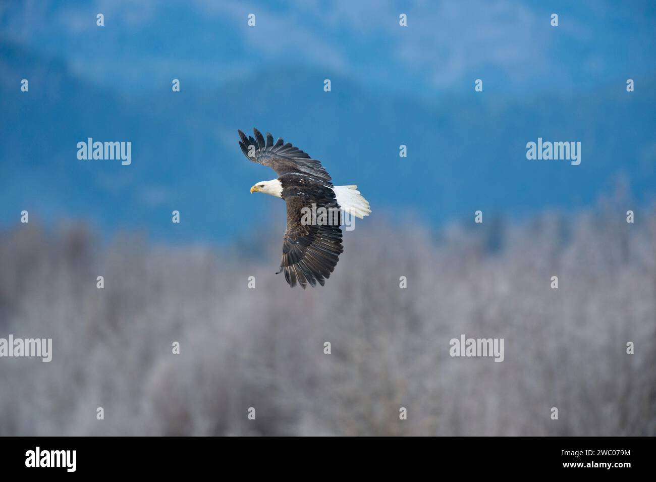 Adulter Weißkopfadler (Haliaeetus leucocephalus), der über einem Uferhabitat entlang des Chilkat River im Chilkat Weißkopfadler Preserve bei Haines, AK, fliegt Stockfoto