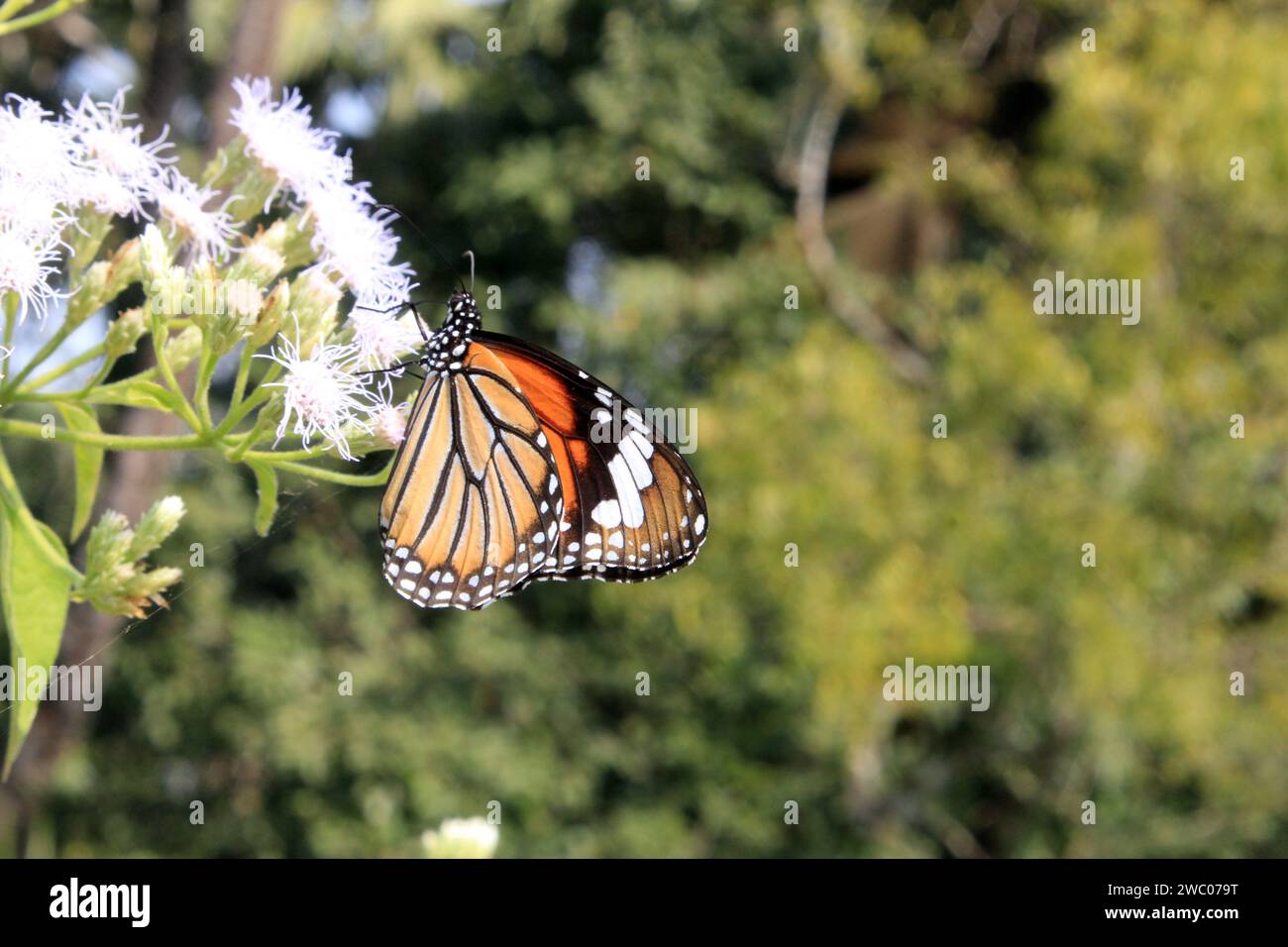 Gestreifter Tiger-Schmetterling, Danaus genutia auf einer Blume mit grünem Hintergrund. Stockfoto