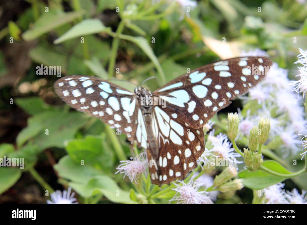 Tirumala Limniace oder der blaue Tigerfalter. Indien Stockfoto