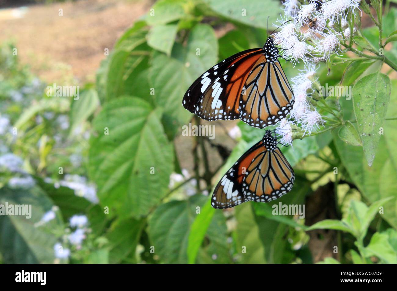 Gestreifter Tiger-Schmetterling, Danaus genutia auf einer Blume mit grünem Hintergrund. Stockfoto