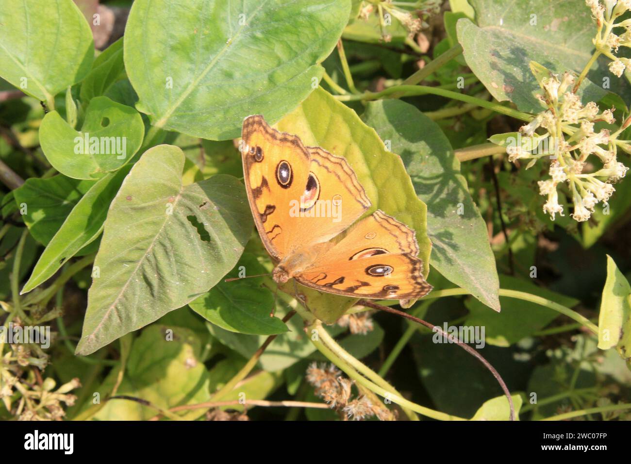 Schmetterling auf Blume. Stockfoto