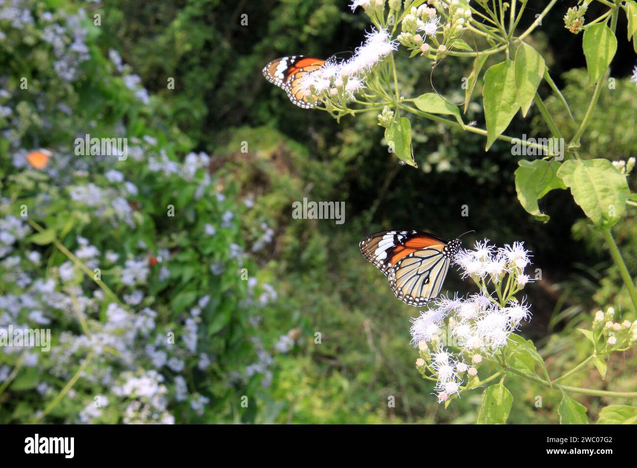 Gestreifter Tiger-Schmetterling, Danaus genutia auf einer Blume mit grünem Hintergrund. Stockfoto