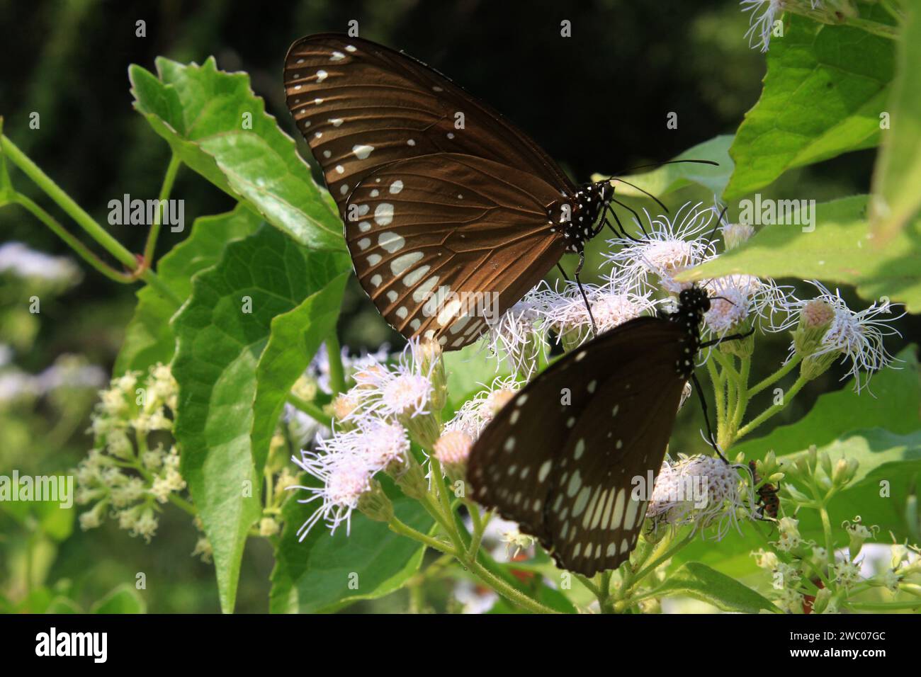 Schmetterling auf Blume. Stockfoto