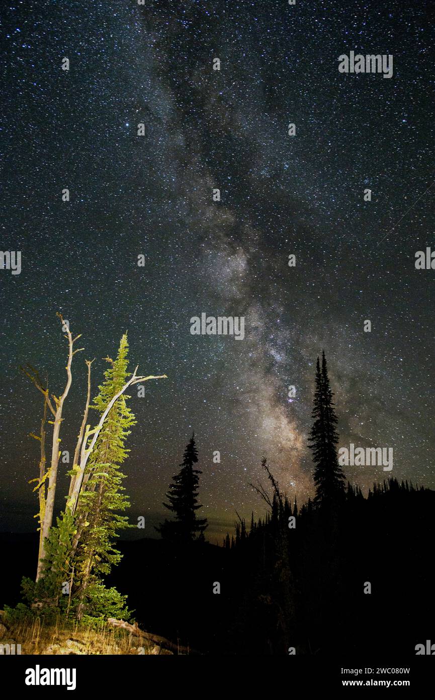 Milchstraße und subalpiner Tannenstamm in der Gospel-Hump Wilderness in Zentral-Idaho Stockfoto