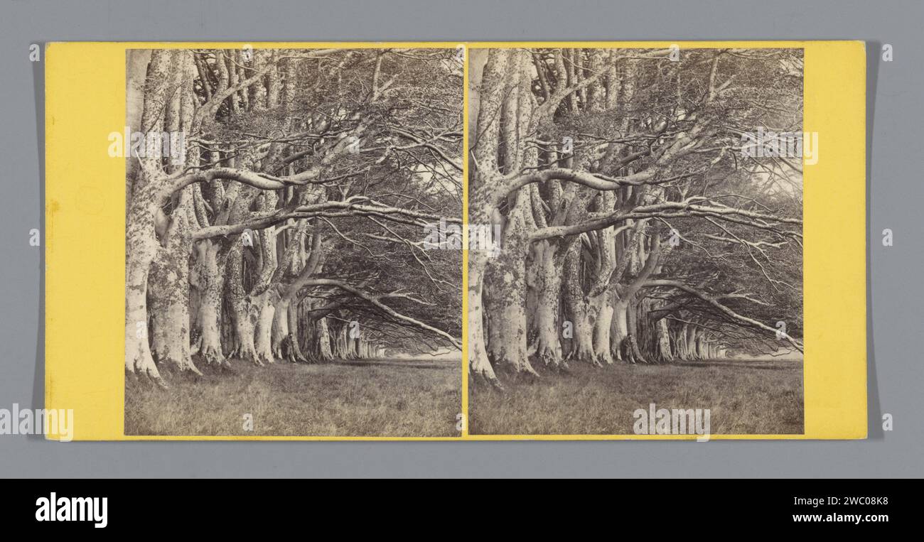 Bäume entlang der DHU Loch Avenue in Inveraray, George Washington Wilson, 1858 - 1872 Stereogramm Inveraray Karton. Fotografische Unterstützung Albumenabdruck Bäume Inveraray Stockfoto