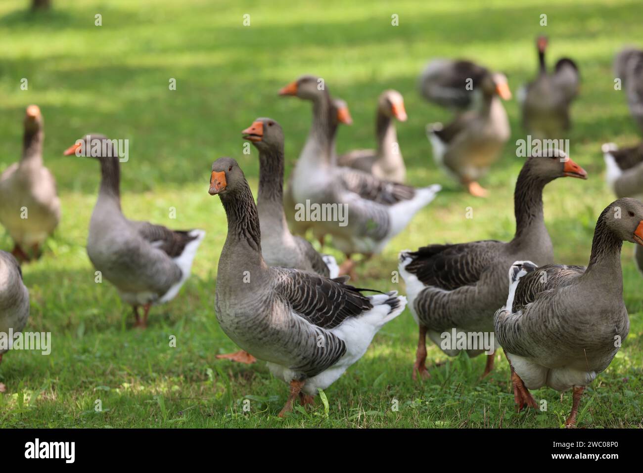 Die berühmten Périgord-Gänse in einem Walnussfeld. Landwirtschaft, Gänsezucht, Gastronomie und grüner Tourismus. Périgord, Dordogne, Frankreich, Europa. P Stockfoto