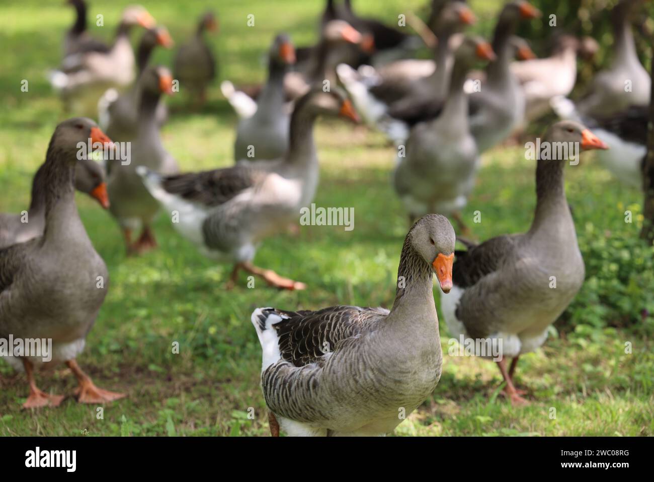 Die berühmten Périgord-Gänse in einem Walnussfeld. Landwirtschaft, Gänsezucht, Gastronomie und grüner Tourismus. Périgord, Dordogne, Frankreich, Europa. P Stockfoto