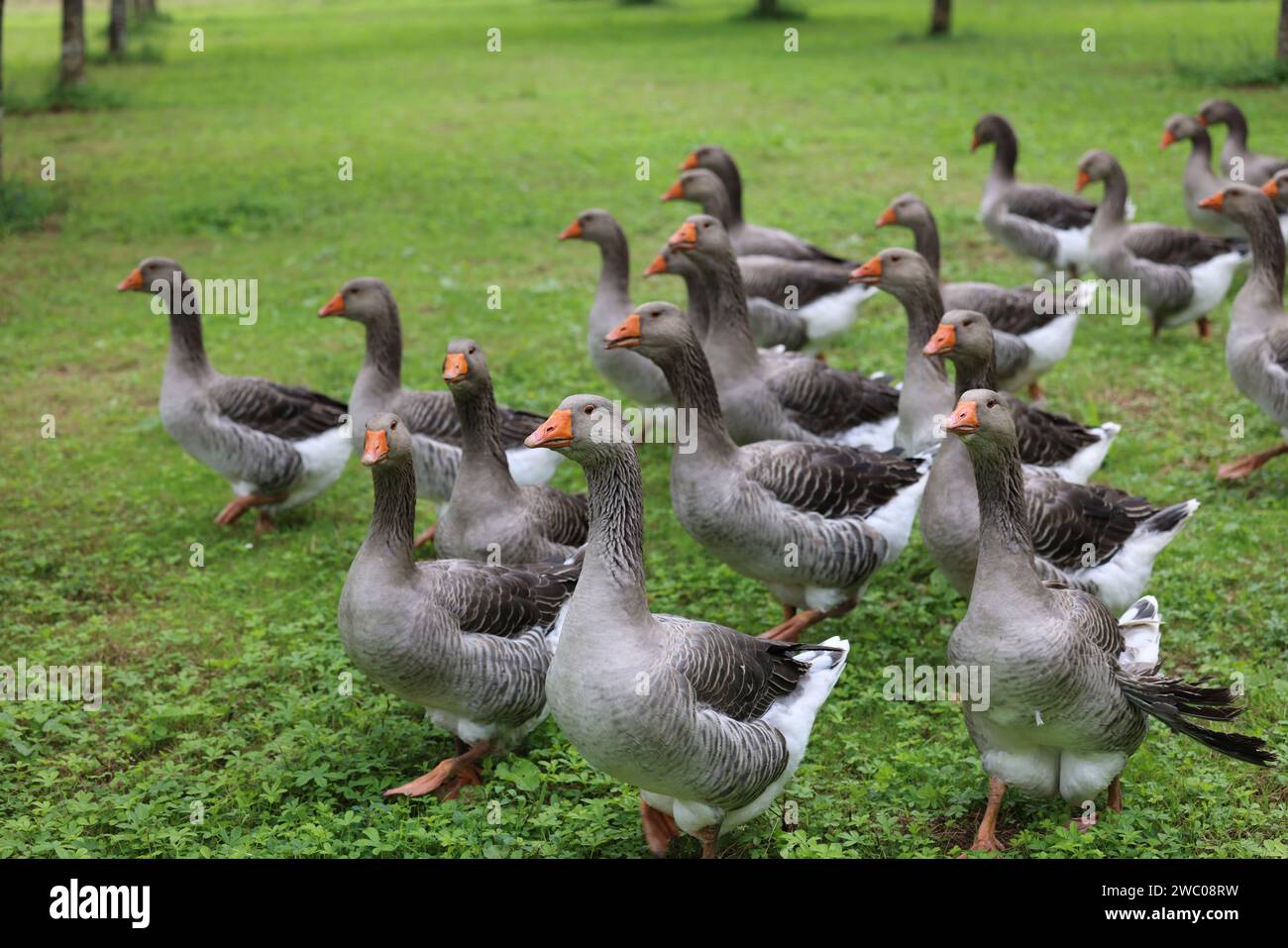 Die berühmten Périgord-Gänse in einem Walnussfeld. Landwirtschaft, Gänsezucht, Gastronomie und grüner Tourismus. Périgord, Dordogne, Frankreich, Europa. P Stockfoto