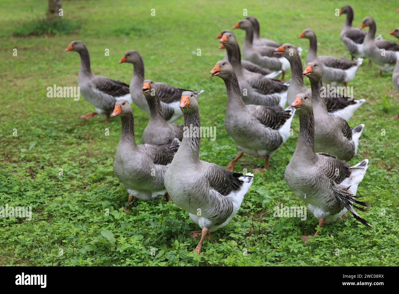 Die berühmten Périgord-Gänse in einem Walnussfeld. Landwirtschaft, Gänsezucht, Gastronomie und grüner Tourismus. Périgord, Dordogne, Frankreich, Europa. P Stockfoto