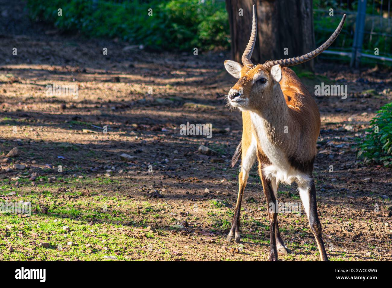 Eine Einzelantilope, Kopf hoch und jung Stockfoto