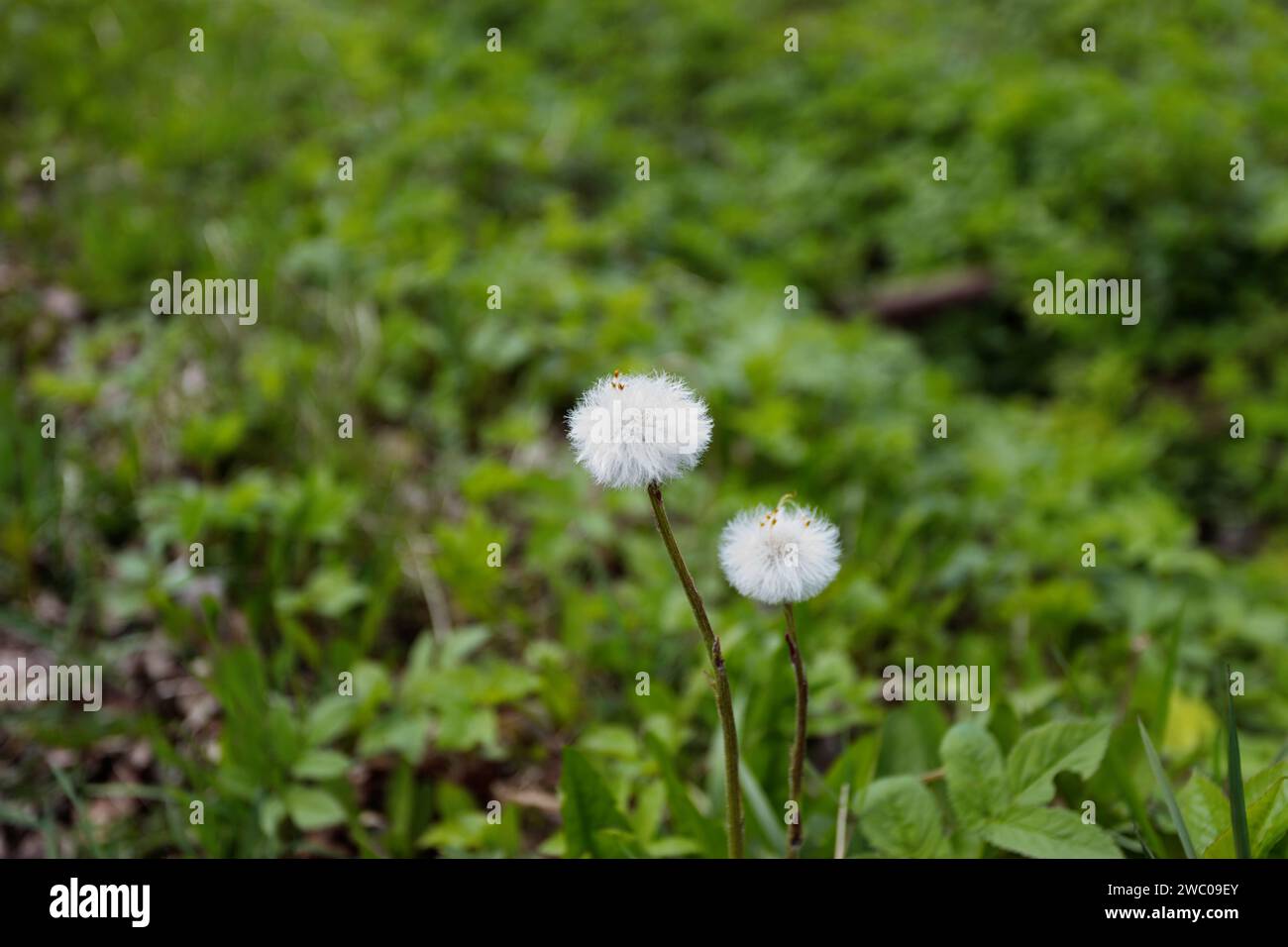 Hintergrundstruktur, grünes Gras, erste Triebe des Jahres. Grünes Gras im Garten Stockfoto