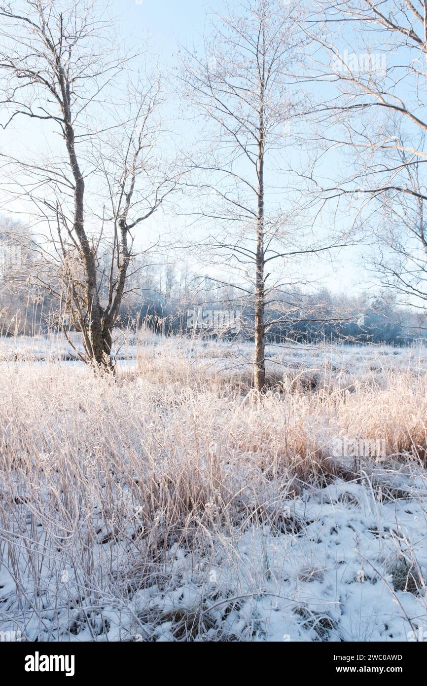 Zwei Bäume mitten im gefrorenen laken, die während eines der kältesten Winter in göteborg, schweden, mit Bäumen auf und glühender Sonne bedeckt waren Stockfoto