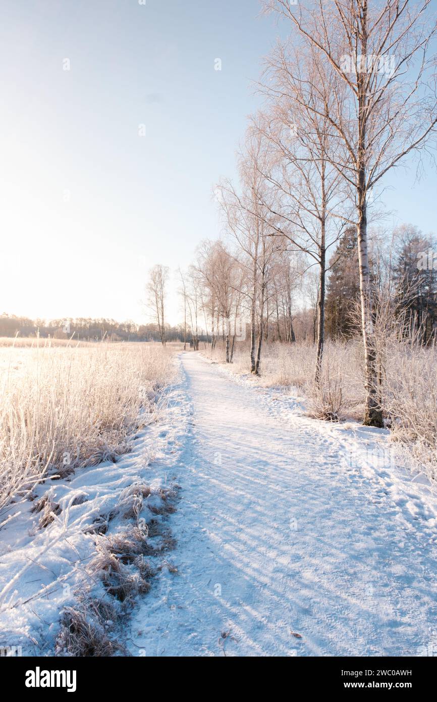 Spaziergang am Vormittag durch den gefrorenen See während eines der kältesten Winter in göteborg schweden mit Bäumen und glühender Sonne Stockfoto