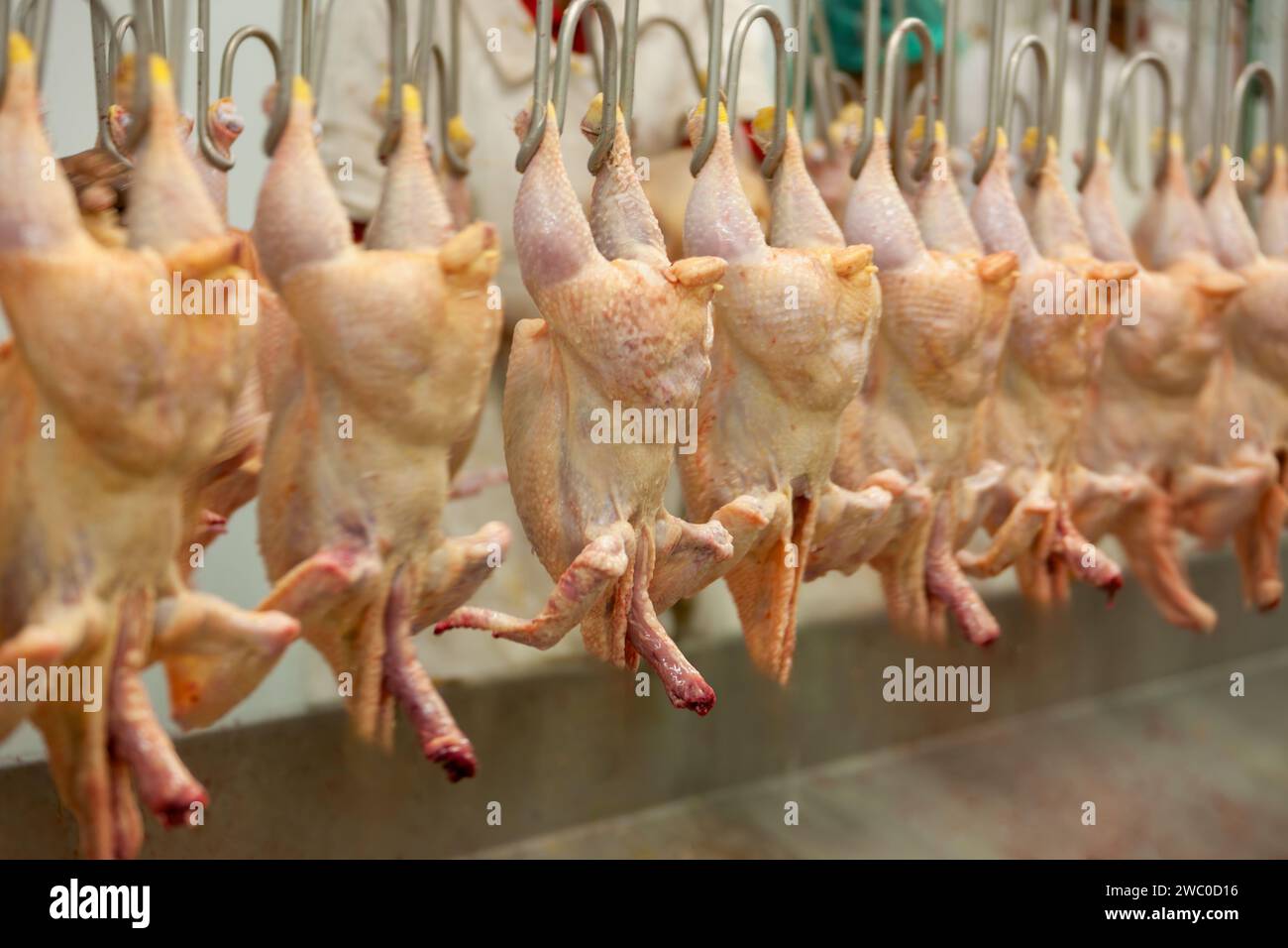 Hühnerschlachthof Förderband mit Haken im Haus, Hühner frisch geschnitten hängen Stockfoto