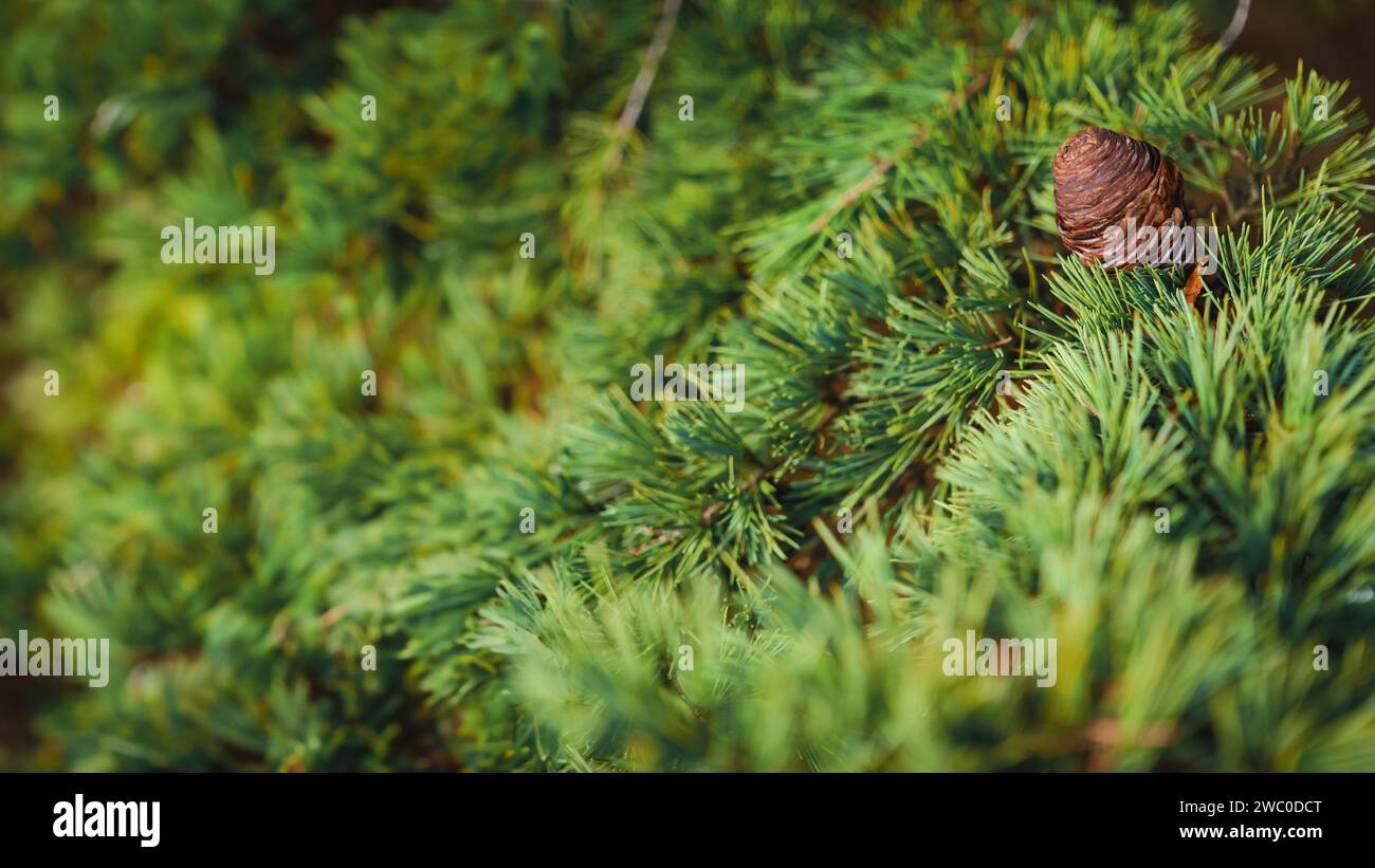 Hintergrund der Nadelbaumzweige, Idee für Forstwerbung und Produktmockup, selektiver Fokus Stockfoto