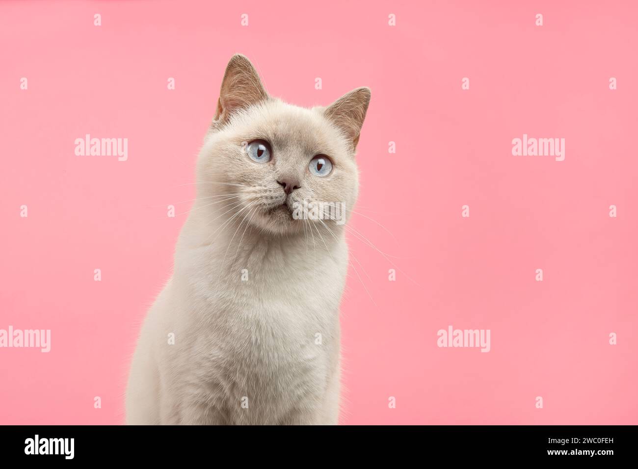 Porträt einer hübschen britischen kurzhaarigen Katze, die auf rosa Hintergrund ein wenig nach oben blickt Stockfoto