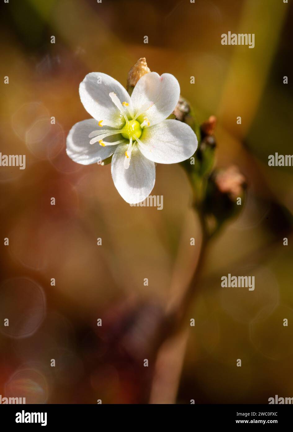 Fleischfressende Blütenpflanze englischer Sonnentaue (Drosera anglica) auf einem Sphagnummoor in Europa Stockfoto