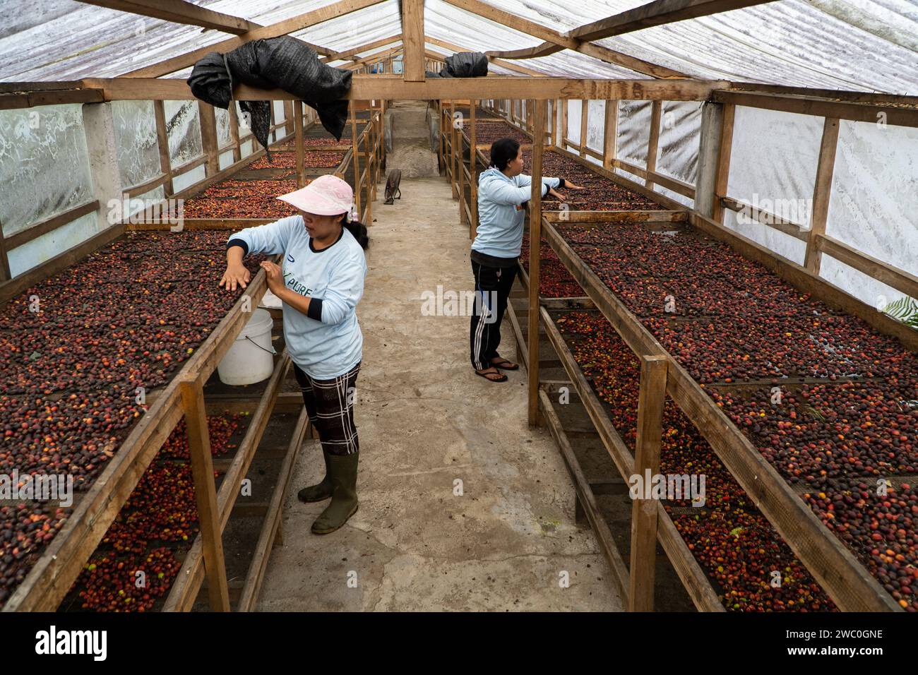 KINTAMANI, BANGLI, 16. JAN 2023: Zwei Kaffeebauerinnen sortieren und trocknen ihre Kintamani Arabica Kaffeebohnen in ihrem Gartengewächshaus. Stockfoto