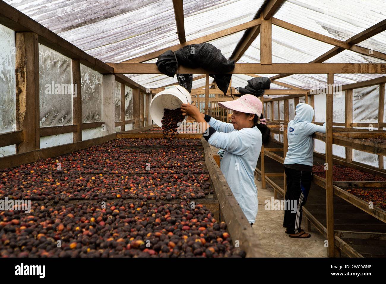 KINTAMANI, BANGLI, 16. JAN 2023: Zwei Kaffeebauerinnen sortieren und trocknen ihre Kintamani Arabica Kaffeebohnen in ihrem Gartengewächshaus. Stockfoto