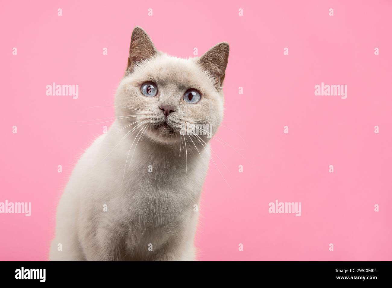 Porträt einer hübschen britischen kurzhaarigen Katze, die etwas überrascht von Neugier direkt auf die Kamera auf rosa Hintergrund blickt Stockfoto