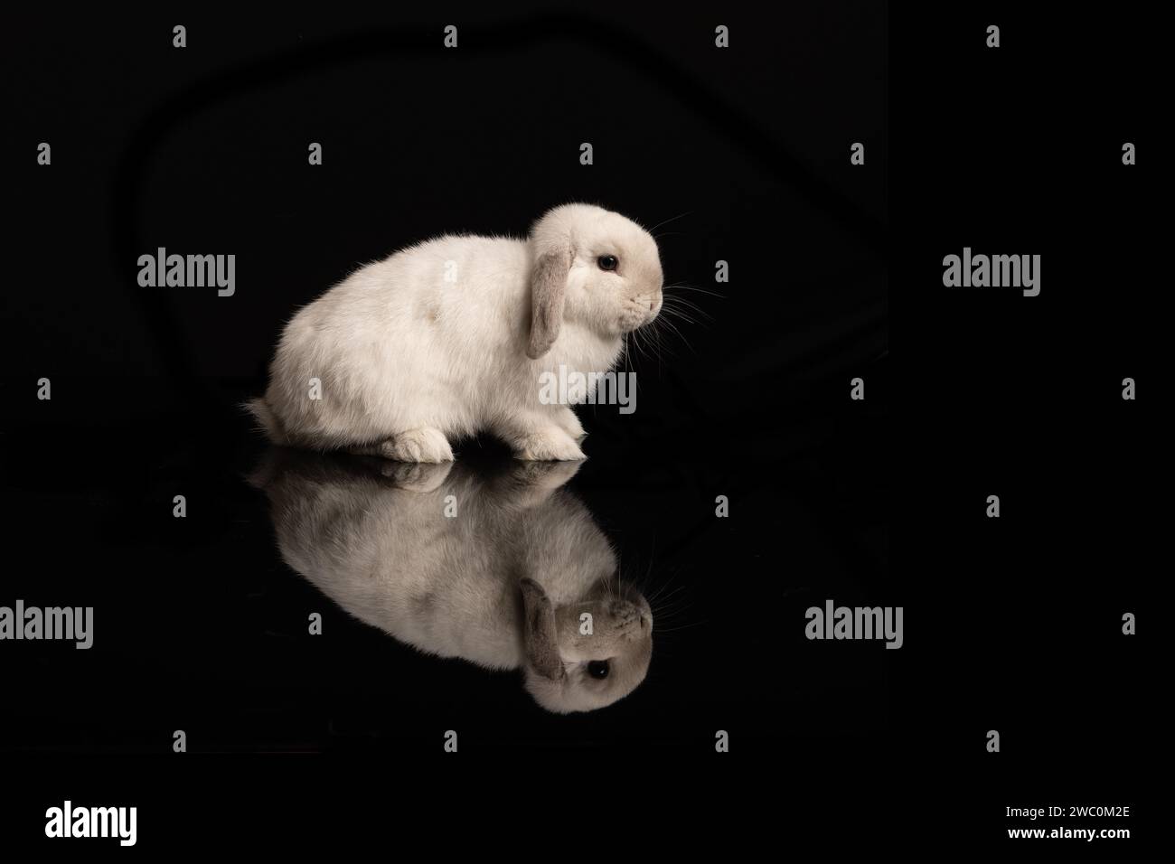 Niedliches weißes Kaninchen, von der Seite gesehen, mit seiner Reflexion auf schwarzem Hintergrund Stockfoto