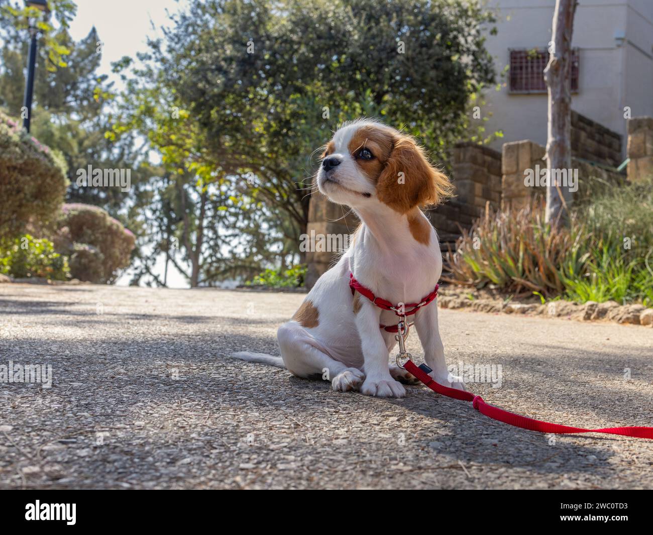 Niedlicher Hund draußen - Rasse Cavalier King Charles Spaniel Welpen Stockfoto