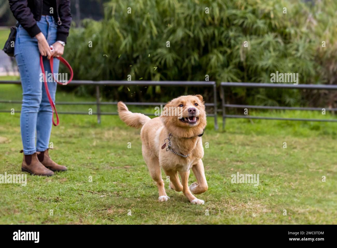 Glücklicher junger Hund, der im Park zur Kamera läuft. Schöner Tag auf dem grünen Gras draußen. Stockfoto