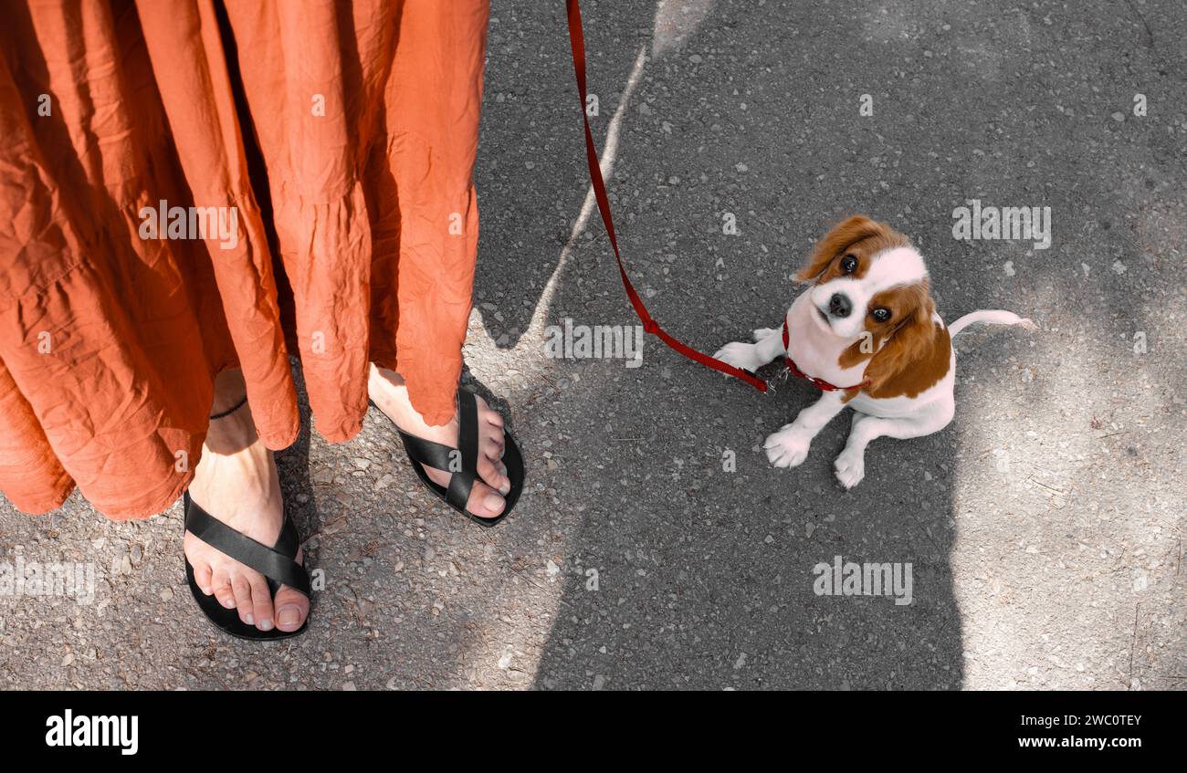 Frau hält mit einer Leine einen einen süßen Hund, der aufblickt - Rasse: Cavalier King Charles Spaniel Welpe Stockfoto