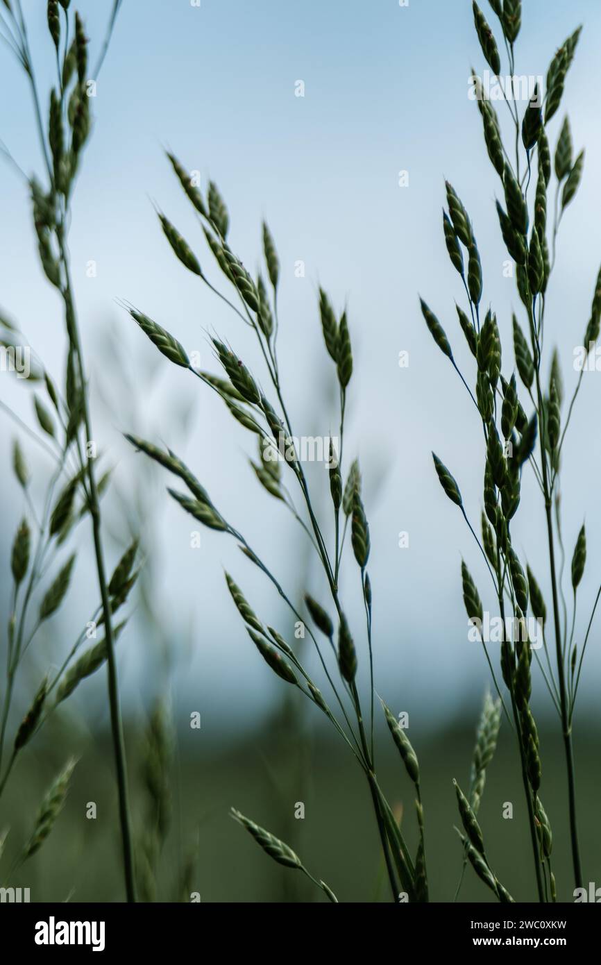 Grüne Graszweige auf unscharfem Hintergrund im Sommer Stockfoto