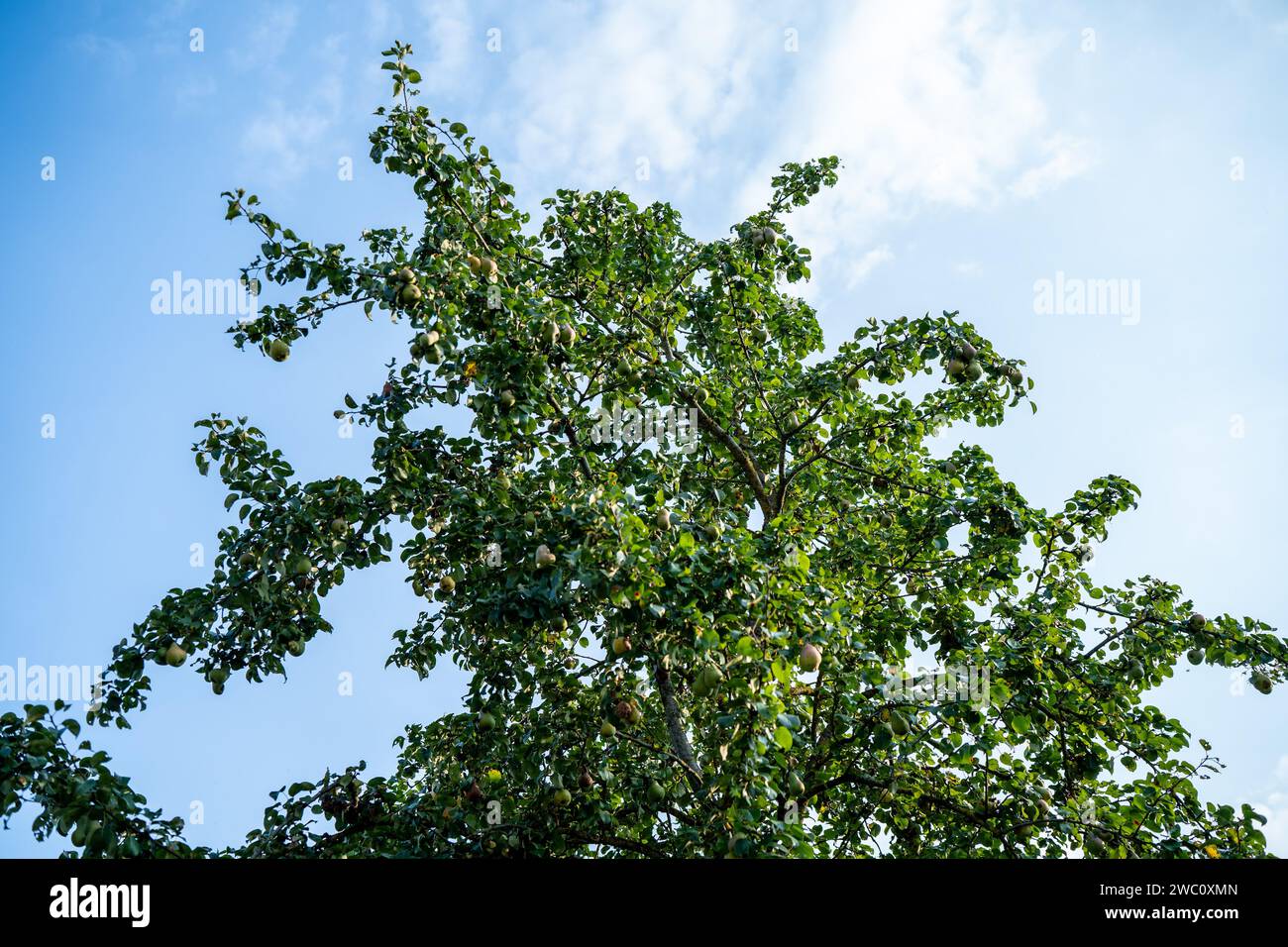 apfelbaum mit Früchten am sonnigen Spätherbst Stockfoto