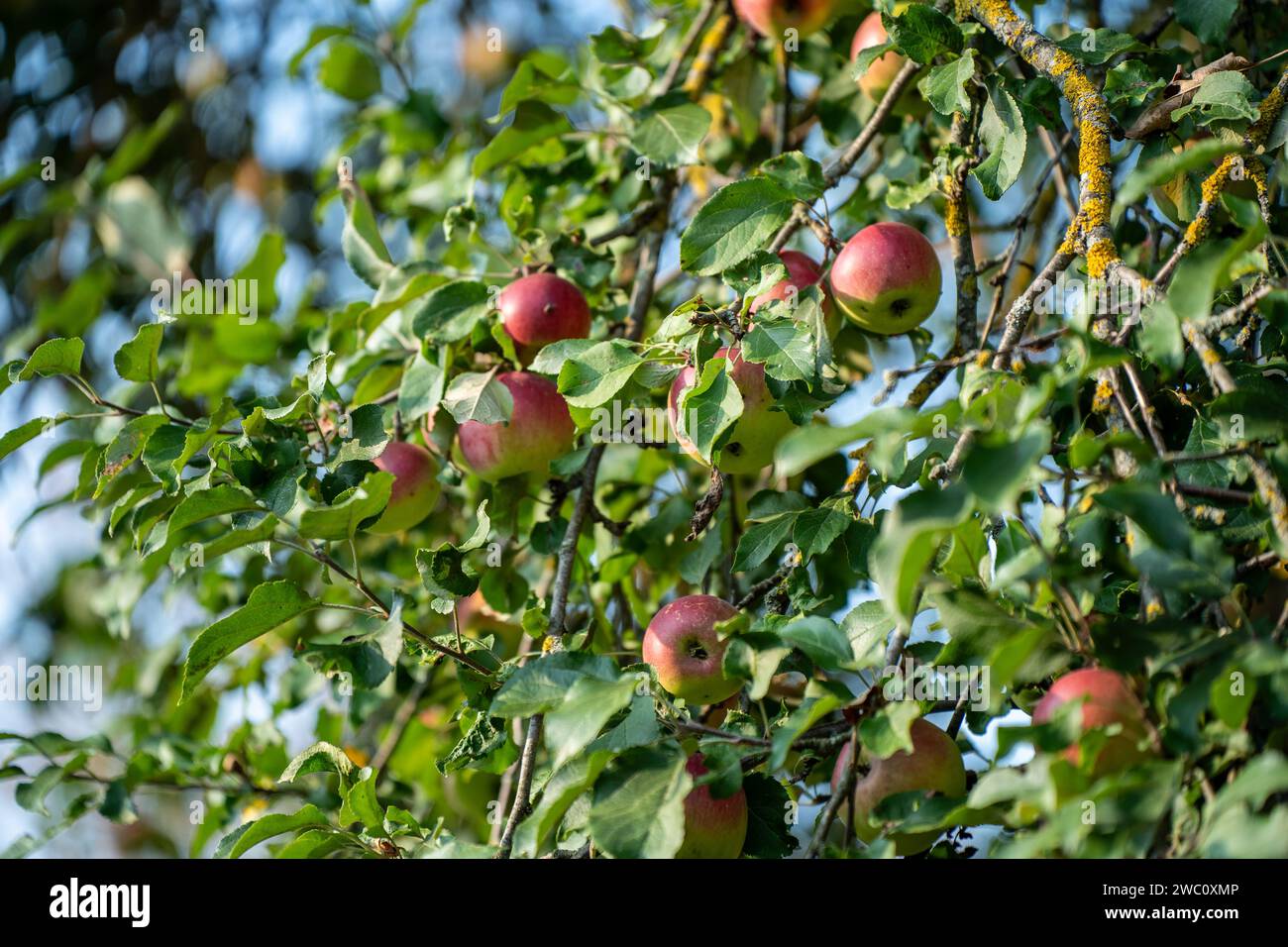 apfelbaum mit Früchten am sonnigen Spätherbst Stockfoto