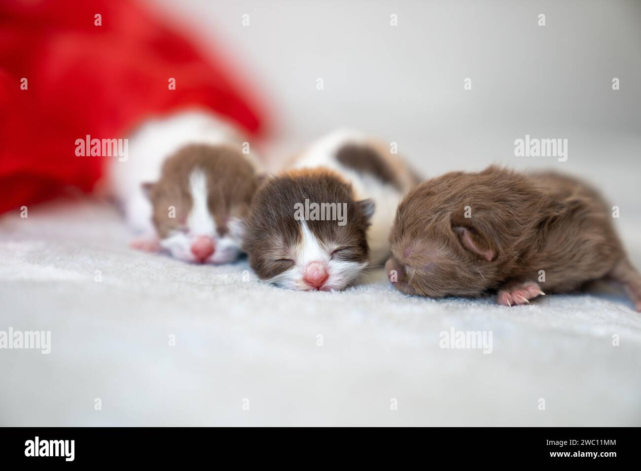 Die drei entzückenden neugeborenen Kätzchen auf einer Decke Stockfoto