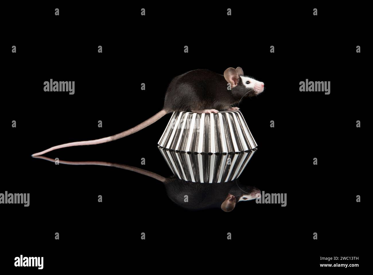 Niedliche schwarz-weiße Maus von der Seite gesehen auf schwarzem Hintergrund mit Reflexion Stockfoto