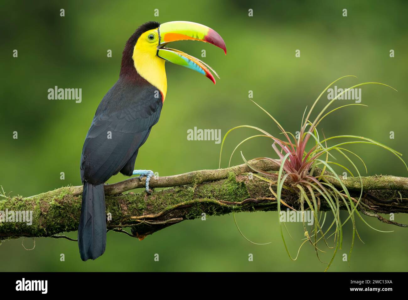 Toucan mit Kielschnabel, Ramphastos sulfuratus, sitzt mit weit geöffnetem Schnabel auf dem Ast in Boca Tapada, Costa Rica. Naturreisen in Zentralamerika Stockfoto