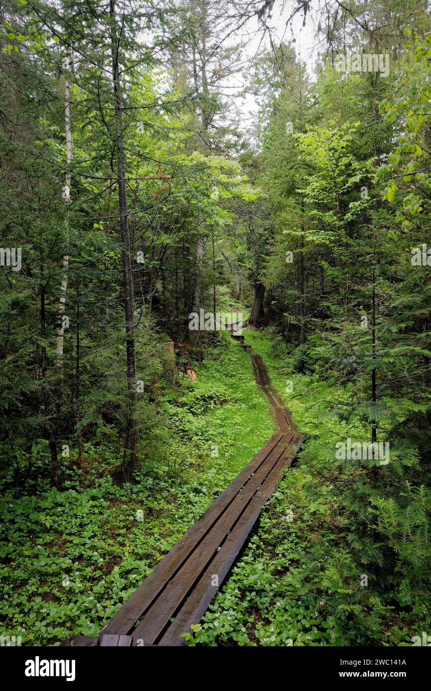 chemin dans les bois Stockfoto