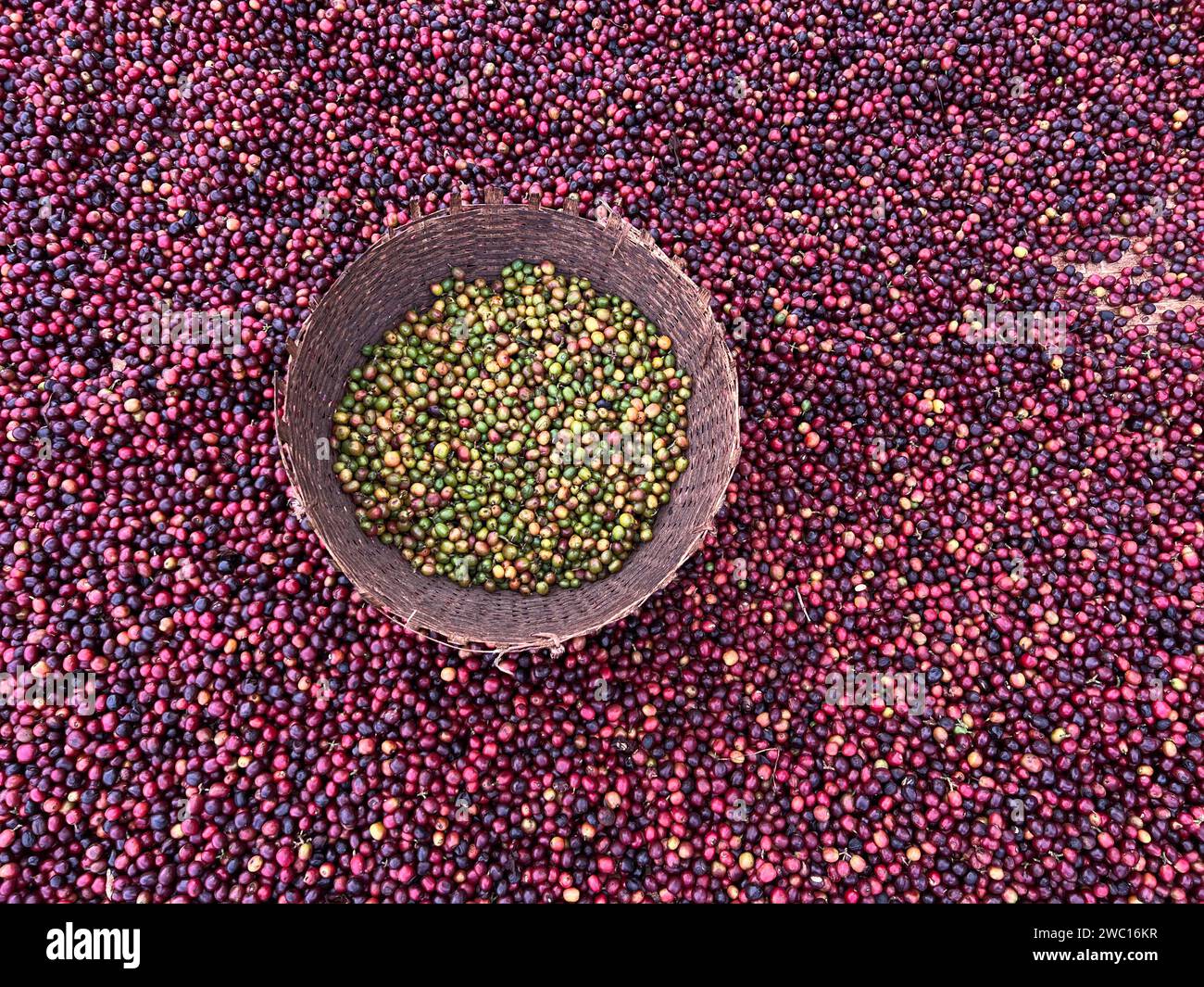 Äthiopische rote und grüne Kaffeekirschen liegen zum Trocknen in der Sonne. Dieser Prozess ist der natürliche Prozess. Die Kirschen werden von Hand sortiert, die grünen sind pu Stockfoto