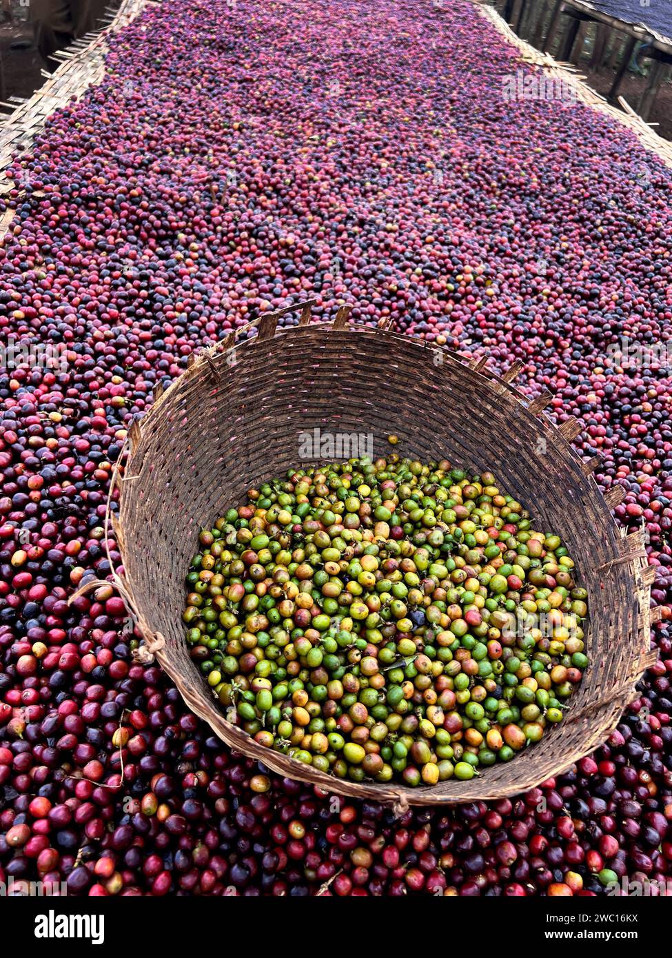 Äthiopische rote und grüne Kaffeekirschen liegen zum Trocknen in der Sonne. Dieser Prozess ist der natürliche Prozess. Die Kirschen werden von Hand sortiert, die grünen sind pu Stockfoto