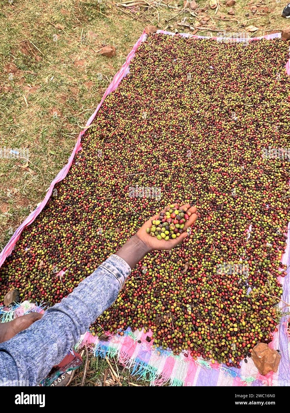 Eine Hand hält und zeigt Kaffeekirschen, die in der Sonne in einem Garten trocknen. In Äthiopien wachsen und trinken Menschen den Kaffee, den sie in ihrem Garten anbauen. Gar Stockfoto