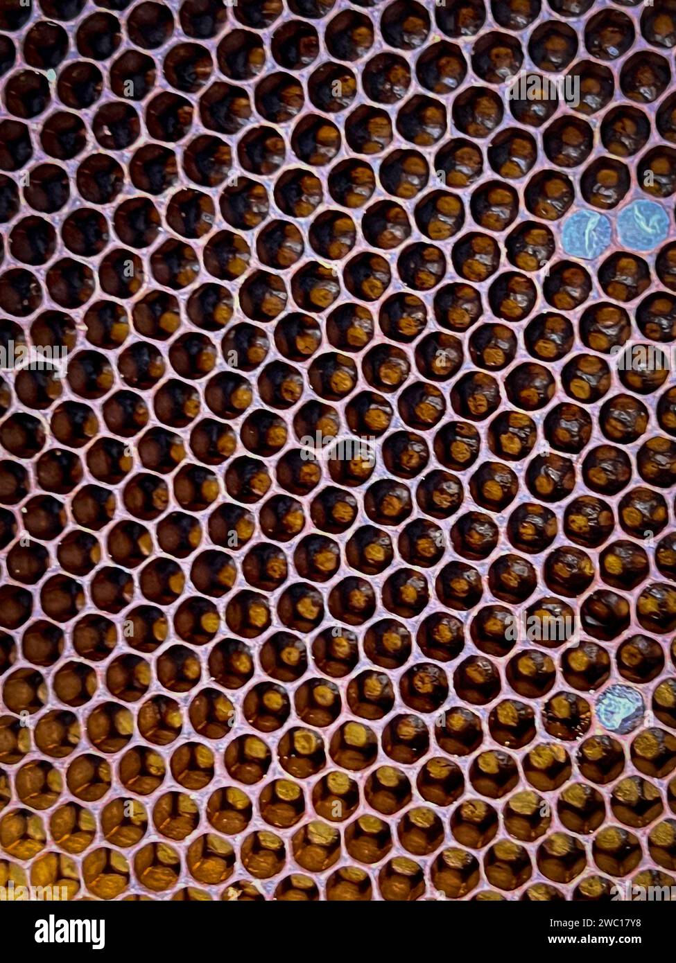 Nahaufnahme eines natürlichen Bienenkamms, der von Wildbienen hergestellt wurde Stockfoto