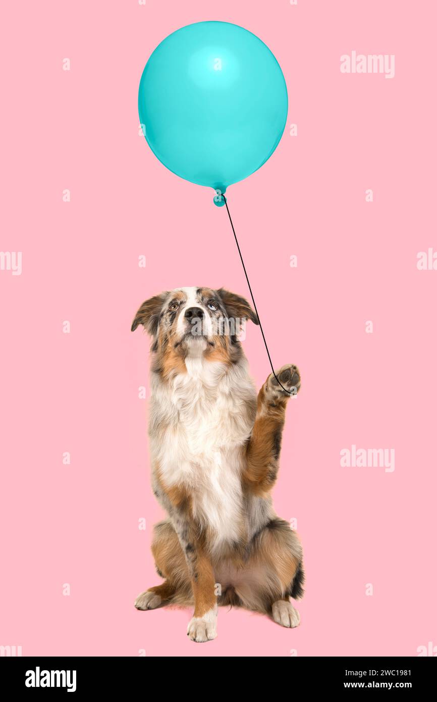 Blue merle australischer Schäferhund, der mit der Pfote nach oben blickt und einen blauen Ballon auf rosa Hintergrund hält Stockfoto