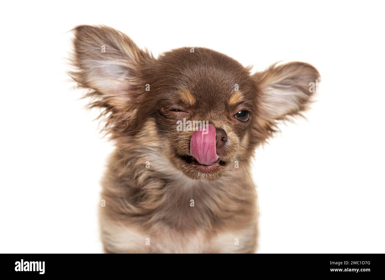 Kopfaufnahme eines chihuahua, der seine Lippen und Nase leckt, große Ohren, isoliert auf weiß Stockfoto