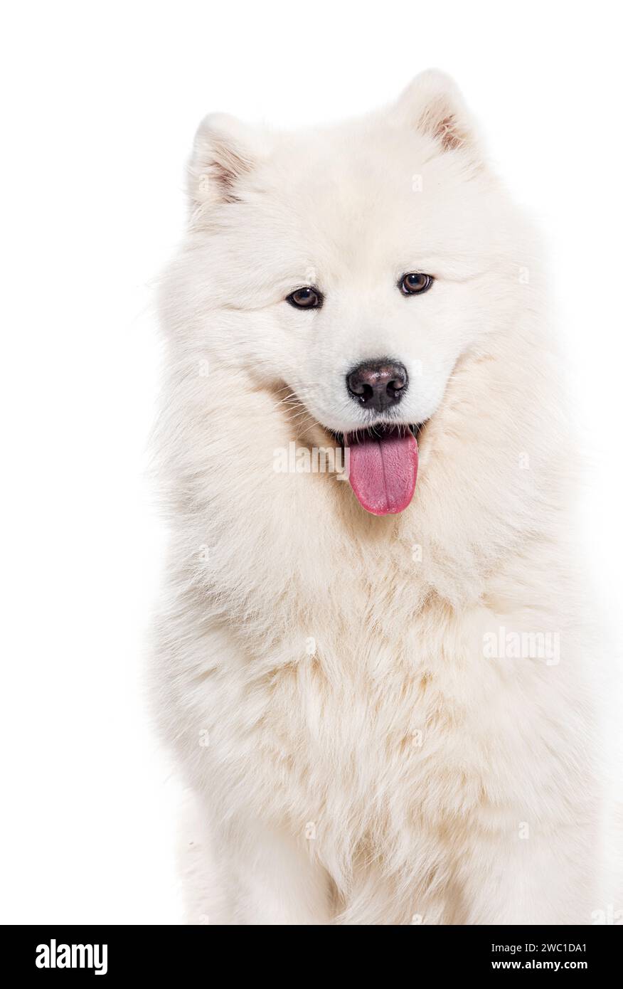 Kopffoto eines weißen, auf weiß isolierten Samoiden-Hundes, der in die Kamera schaut Stockfoto