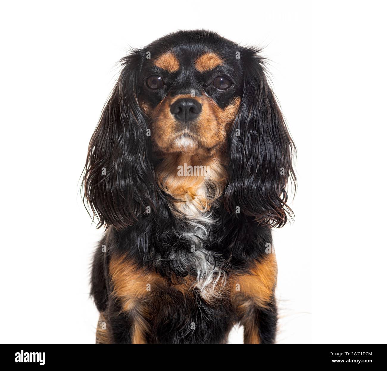 Kopfschuss eines Kavalierkönigs Charles Spaniel, isoliert auf weiß Stockfoto