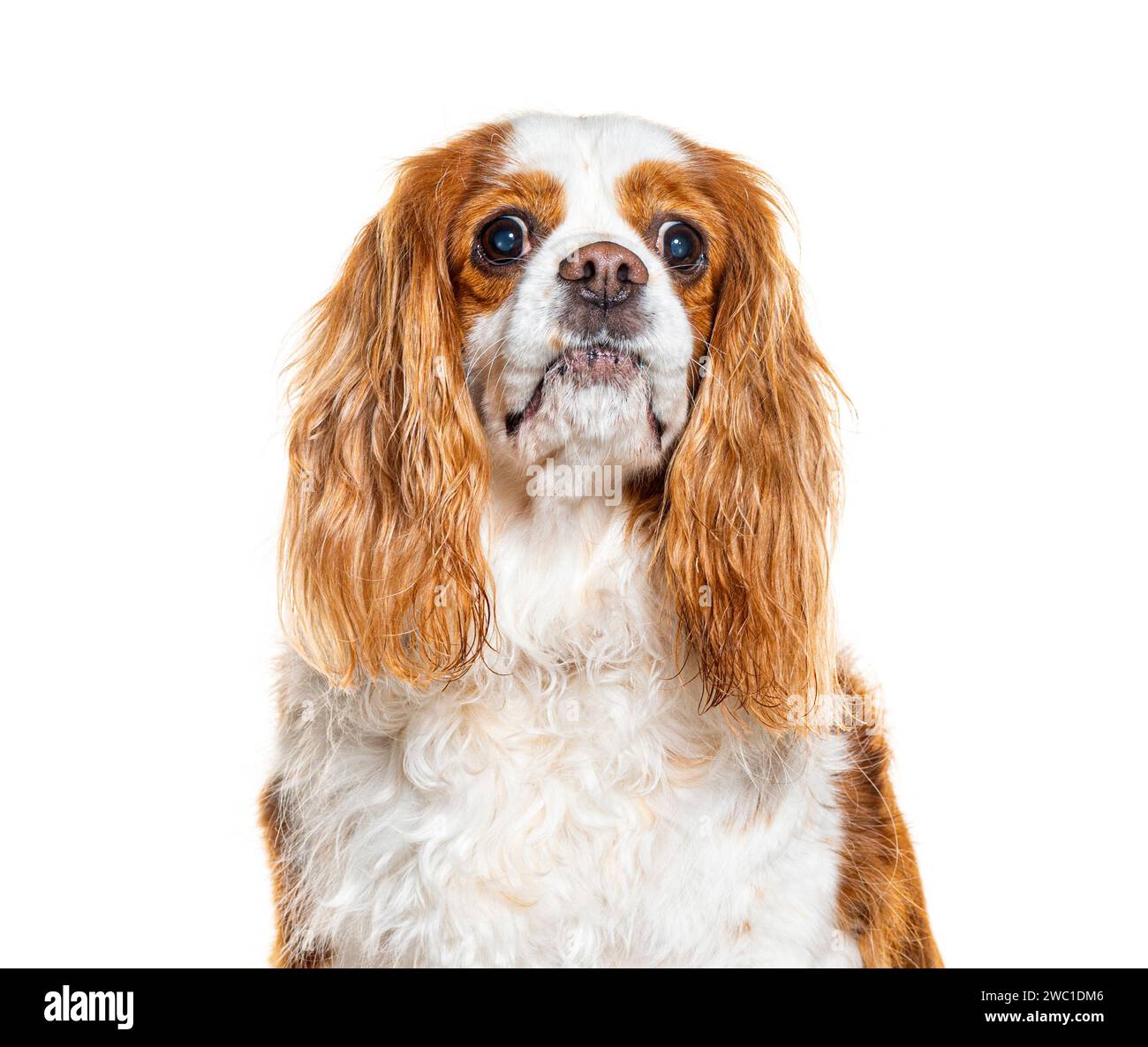 Kavalier König Charles Spaniel, isoliert auf weiß Stockfoto