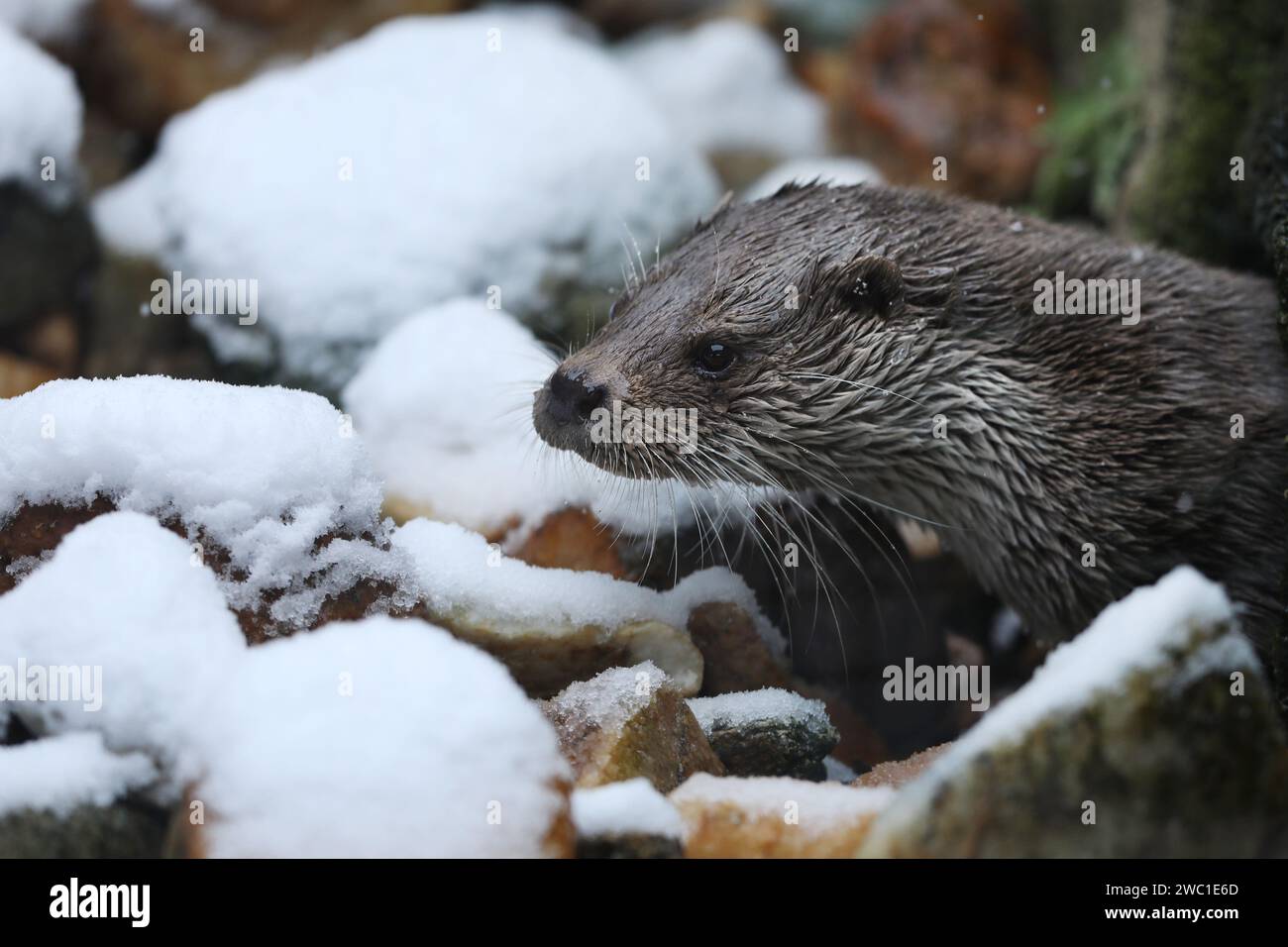 Eurasischer Otter, Lutra lutra, Detailporträt Wassertier im Winternaturraum, Deutschland Stockfoto