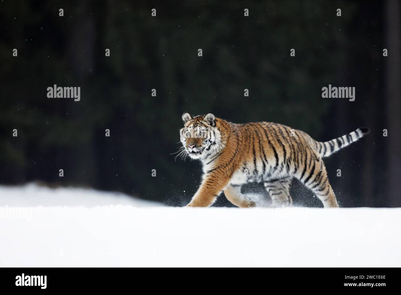 Sibirischer Tiger im Schnee im Winter, der durch die Taiga spaziert. Kaltes Wetter mit gefährlichem Raubtier. Panthera tigris altaica. Russland Stockfoto
