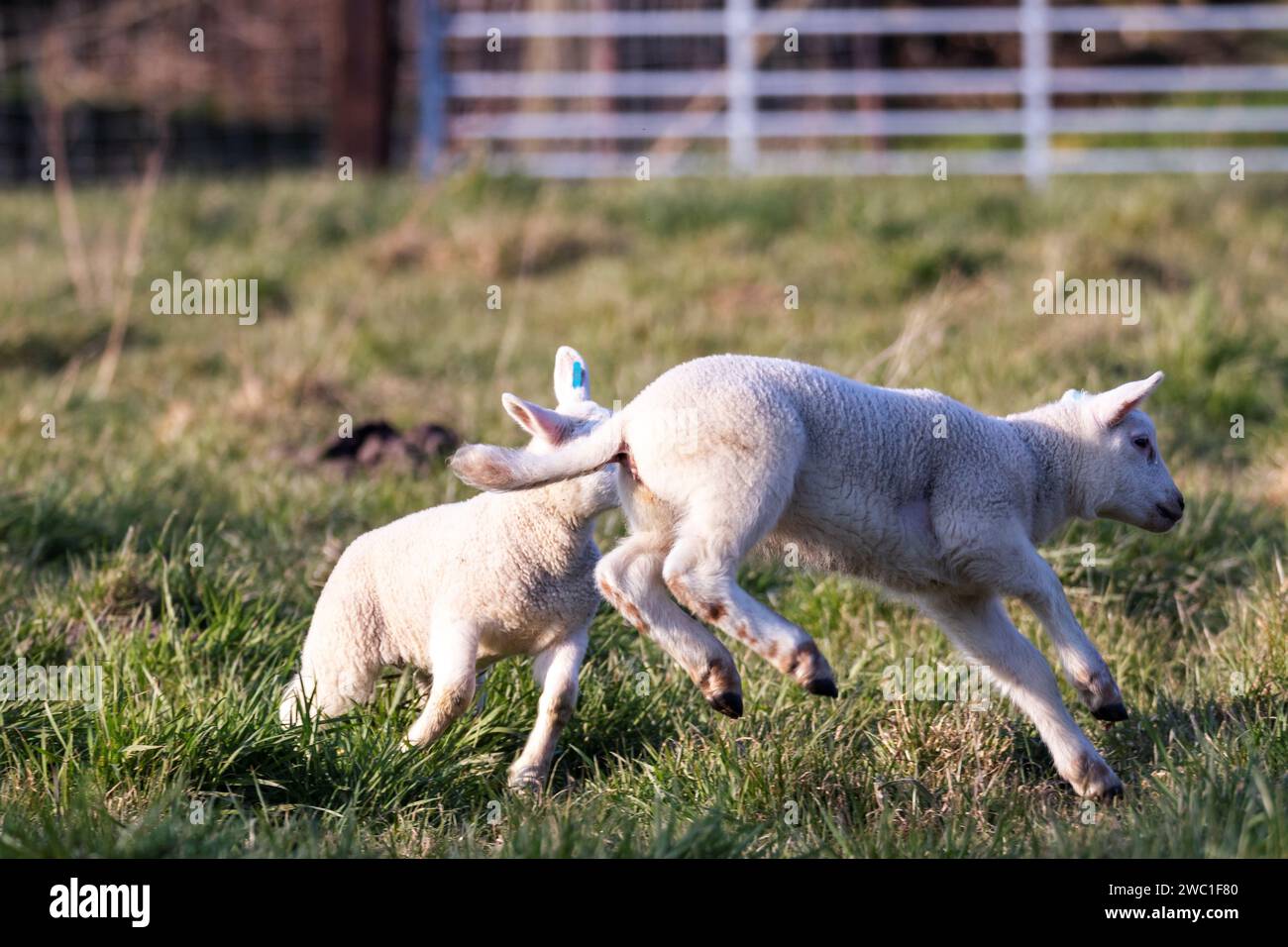 Ein niedliches Tierporträt von kleinen weißen Lämmern, die an einem sonnigen Frühlingstag spielerisch auf einem Grasfeld oder einer Wiese herumspringen. Die jungen Säugetiere sind ein Paradies Stockfoto